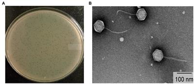 Isolation, characterization, and application of a novel polyvalent lytic phage STWB21 against typhoidal and nontyphoidal Salmonella spp.
